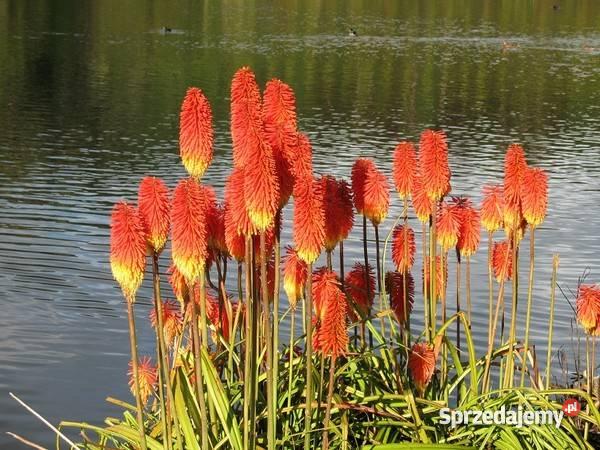 tytomapłanąca pochodnia Kraśnik