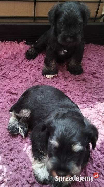 Sznaucer miniaturowy Radgoszcz