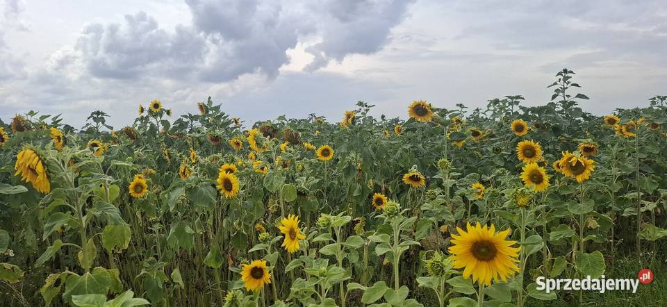 Słoneczniki ozdobne Lubelskie Pozostałe lubelskie Lublin