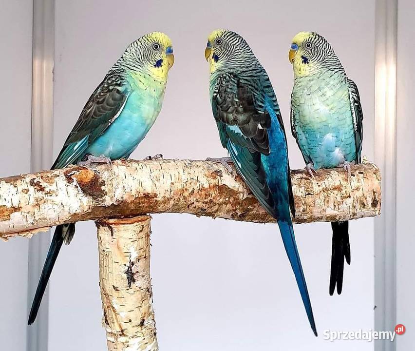 papużka falista blackwing czarnoskrzydła papugi sprzedam