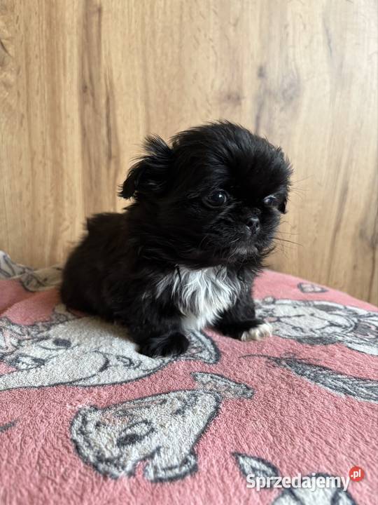 Piesek pekińczyk Lipsko