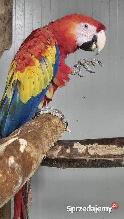 Ara macao samiec 2025 dolnośląskie Rogoż