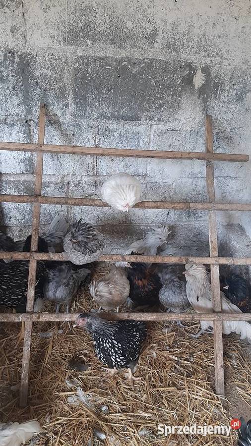 Kogutki czubatki miniaturowej padewskiej