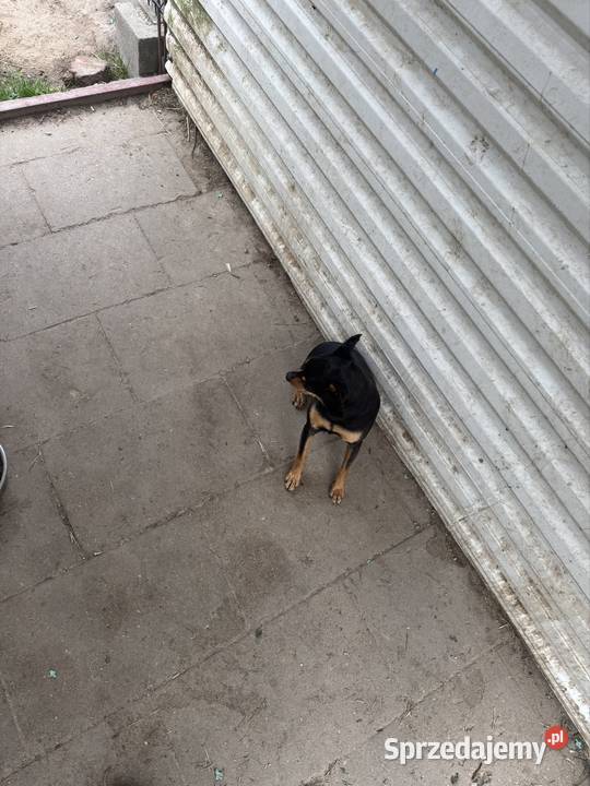 Ratlerek suczka 15 roku Radom sprzedam