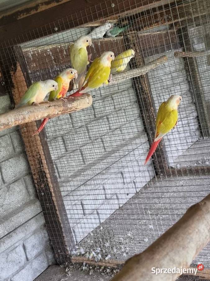 Papugi Rudosterki aleksandretty Ptaki Ptaki wielkopolskie