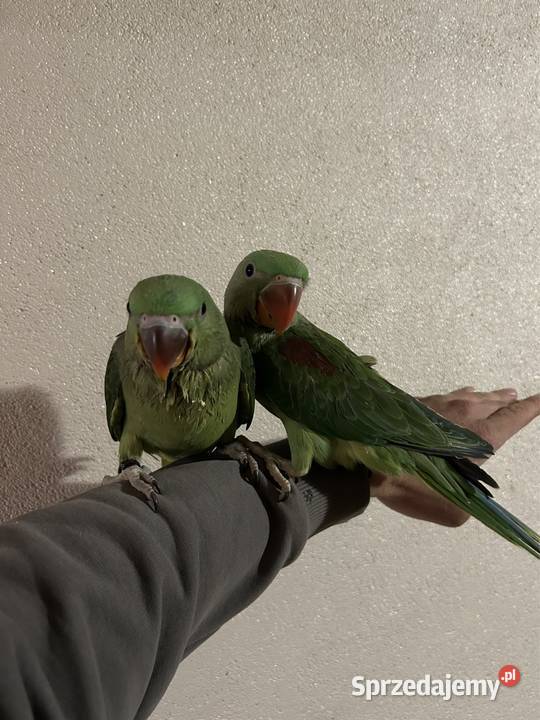 Aleksandretta Większa Aleksandretty Wielkie Sławków sprzedam