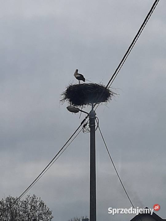 Siedlisko na spokojnej wsi duża działka z domem 3041m2 mazowieckie Wasiły-Zygny