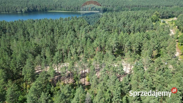 Działki budowlane z MPZP Skorzewo