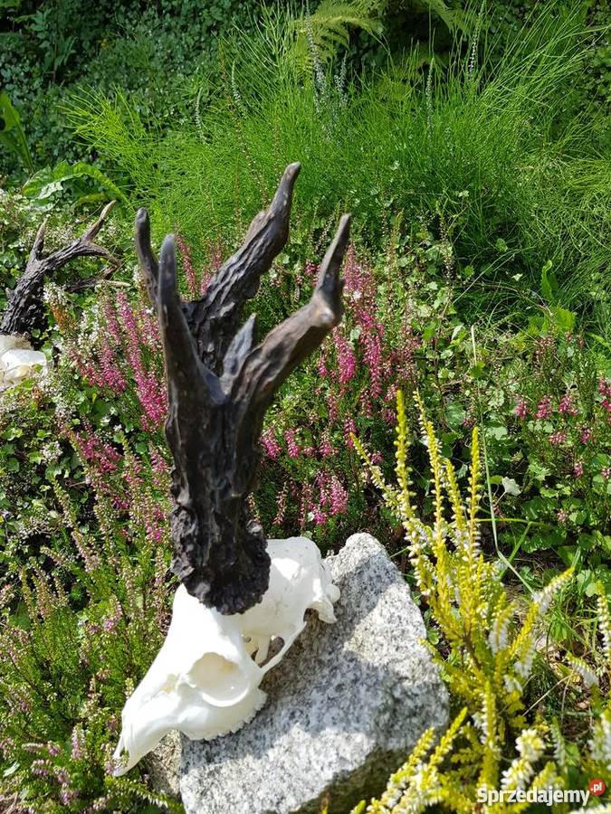 PAROSTKI REKORD ŚWIATA Orzesze