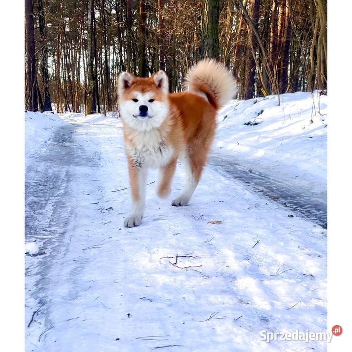 Akita Inu Japońska szczeniaki ZKwPFCI rodowód Płock
