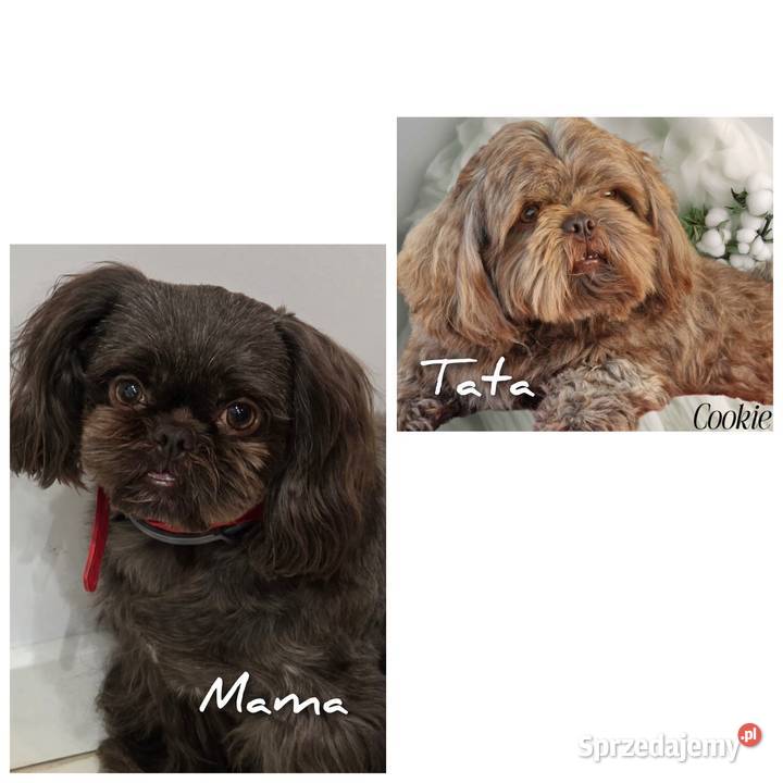 Shi TZU czekoladowe Shih Tzu Zwierzęta Staszów
