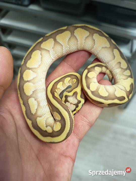 Pyton Królewski Pastel Lesser het Clown Elbląg sprzedam