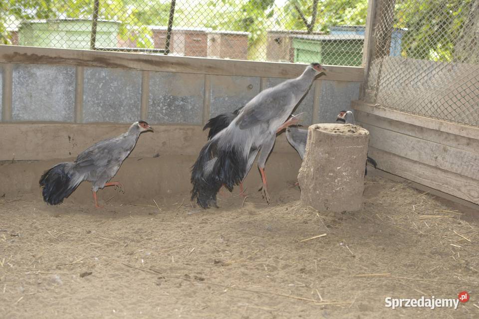 Bażanty uszaki siwe mutacja Rzeszów