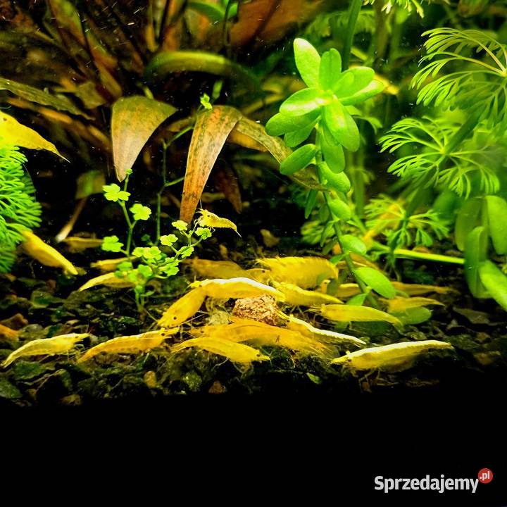 Krewetki neocaridina YELLOW