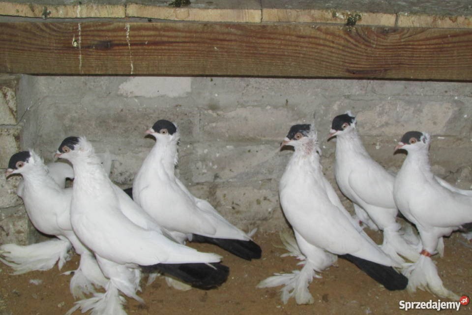 Gołębie Krymki Pozostałe Świrna