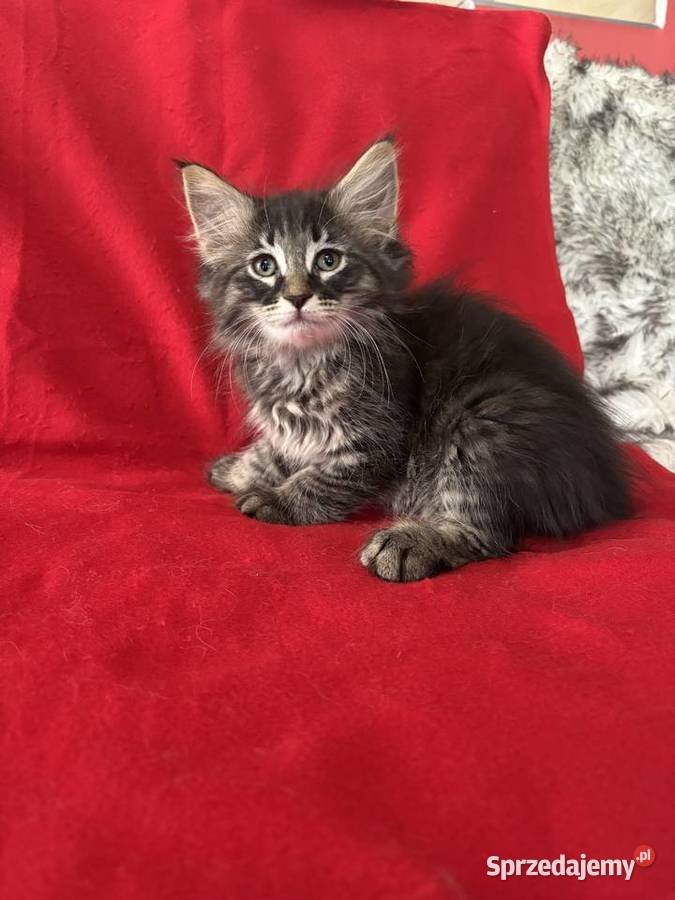 Kocięta Norweskie Leśne Warszawa