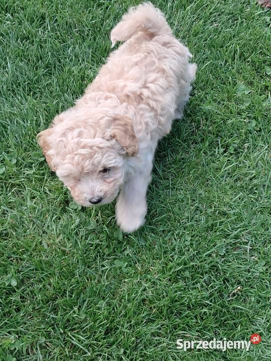 Maltipoo f1