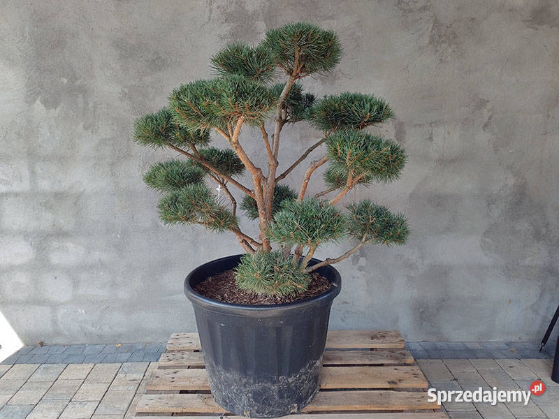 Sosna pospolita formowana 094 NIWAKI BONSAI Częstochowa sprzedam