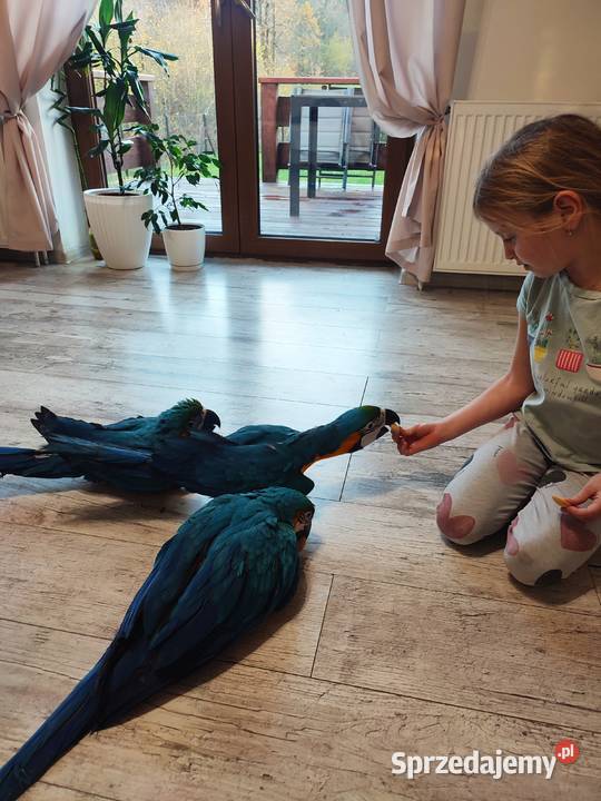 Ara ararauna ręcznie karmione śląskie