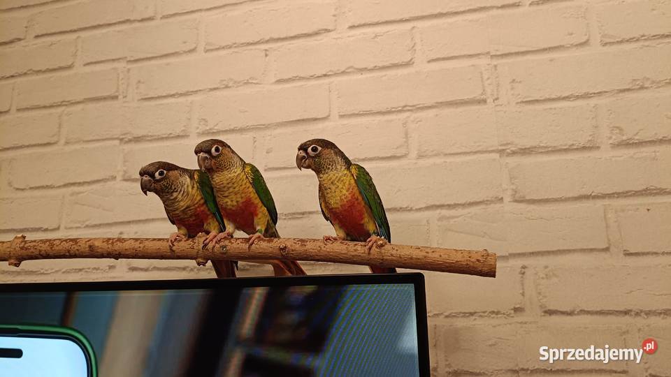 Rudosterki Zielonolice dwumiesięczne nieoswojone sprzedam