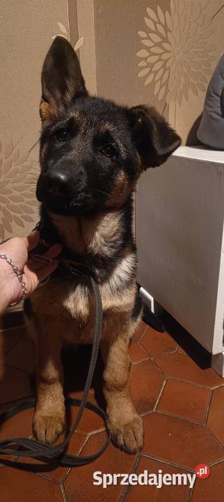 Owczarek niemiecki krótkowłosy łódzkie Będków