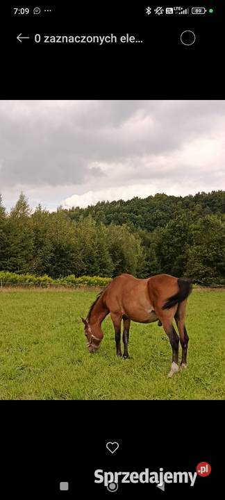 Sprzedam dwa wałachy zajezdzone 21lat i 19lat Myślenice sprzedam