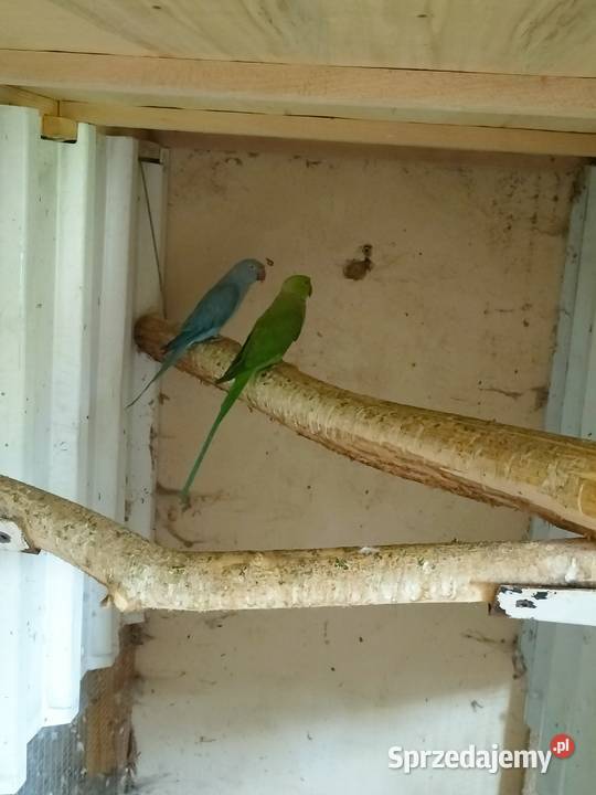 Sprzedam Aleksandręty wielkopolskie Rakoniewice