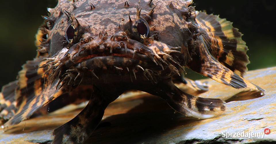 Batrach kwiczący Allenbatrachus grunniens sprzedam