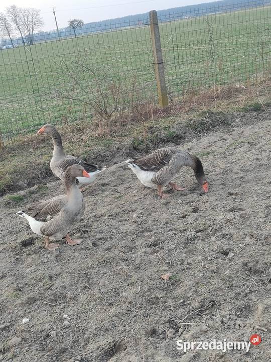 Sprzedam gęsi landes Konopnica sprzedam