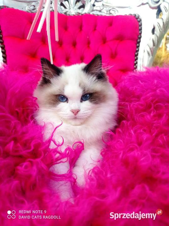 Ragdoll Kocurek Seal Bicolor FIFE FPL Wschowa