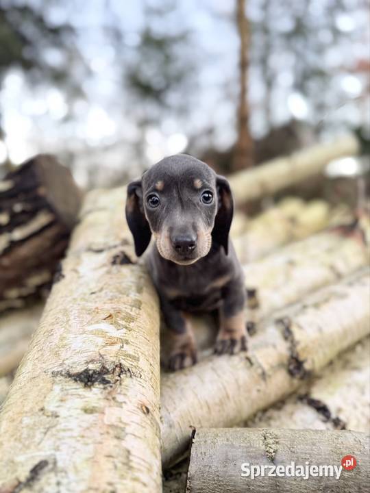 Wyjątkowa Sunia jamnik miniaturowy Isabella z Katowice