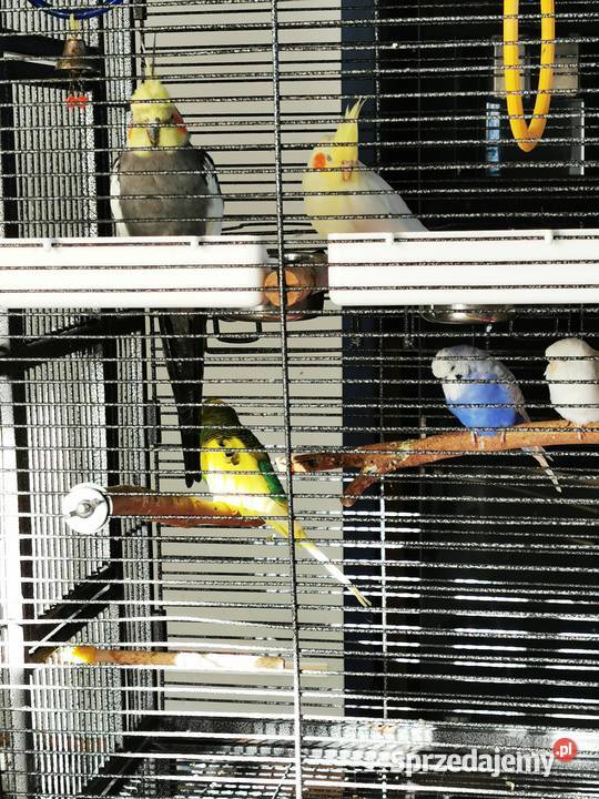 Papuga falista papugi faliste dorosłe samiec Czeladź