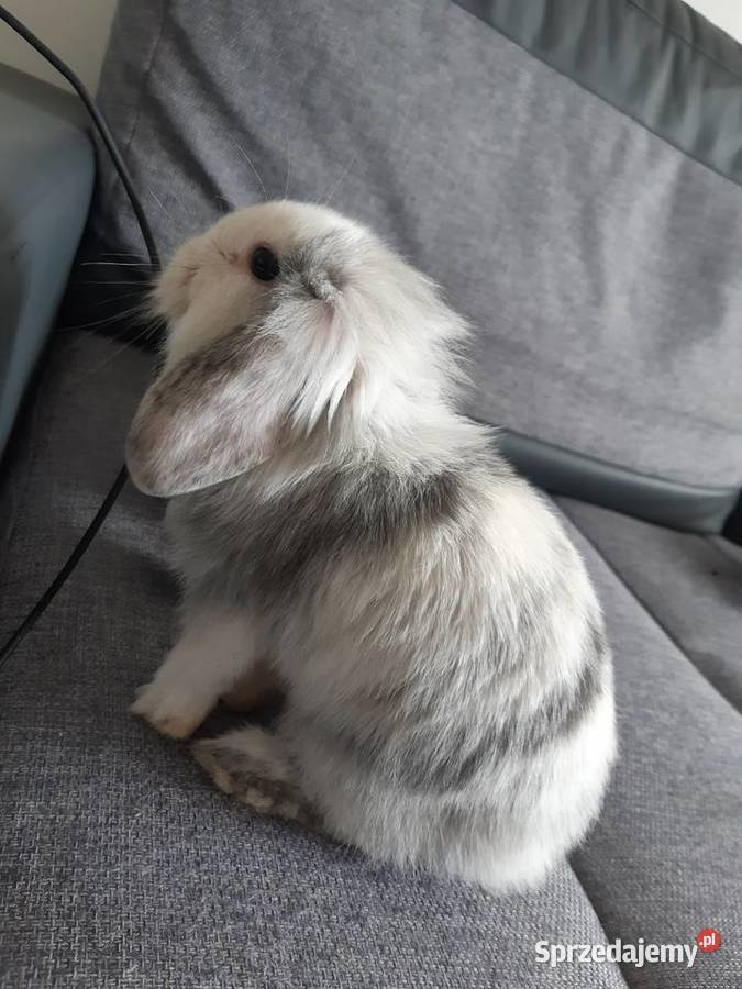 Królik mini lop karzełek długowłosy