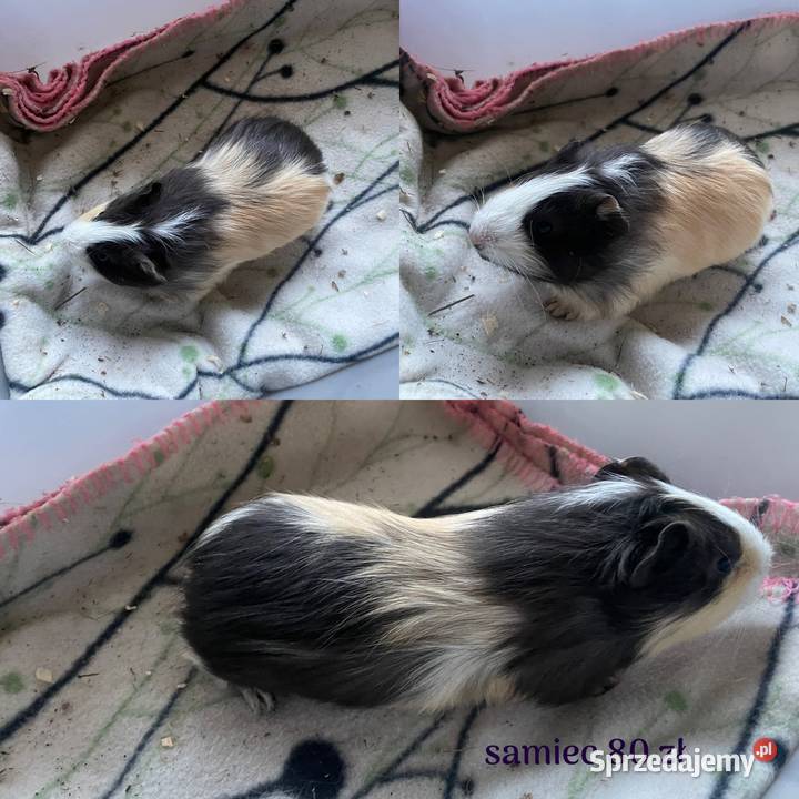 Świnki morskie sprzedam Dobra Nadzieja