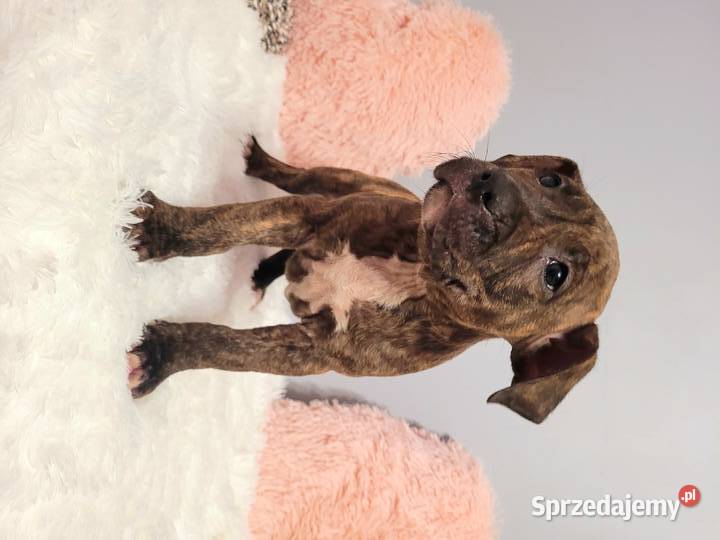 Cudny Szczeniak American Stafford Terier Kraków