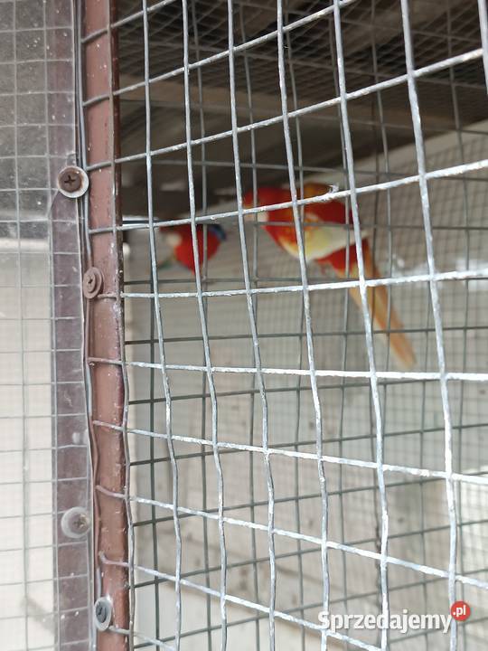 Rożele białolice Opole