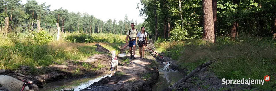 Pas Biodrowy do trekkingu z psem Lite Trek PP Tychy
