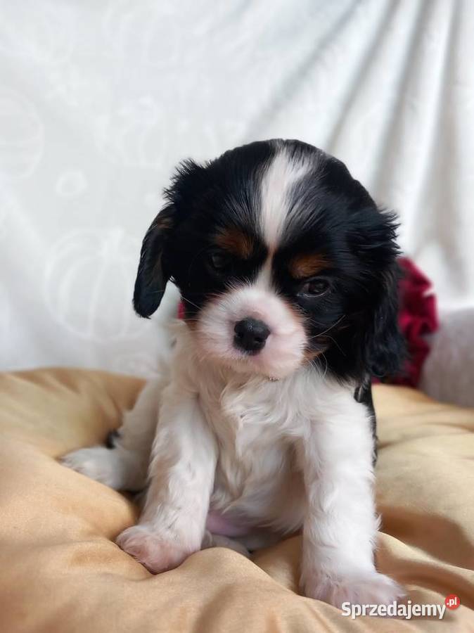 Cavalier King Charles Spaniel opolskie Strzelce Opolskie