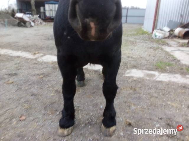 Ogier typ sztumski Konie Niemienice