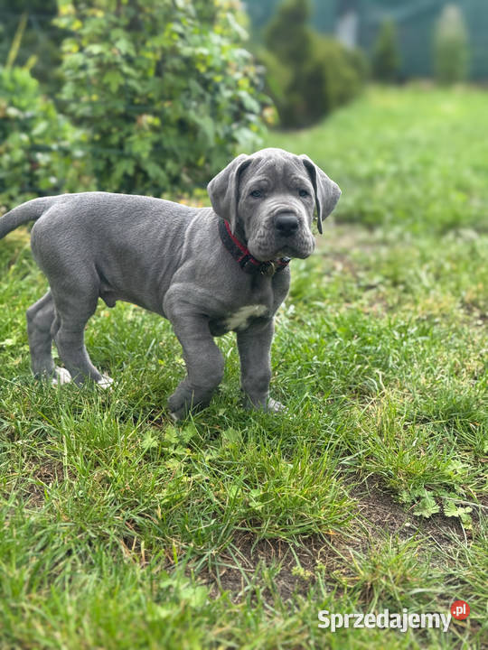 dog niemiecki szczenięta Dąbrowa Górnicza