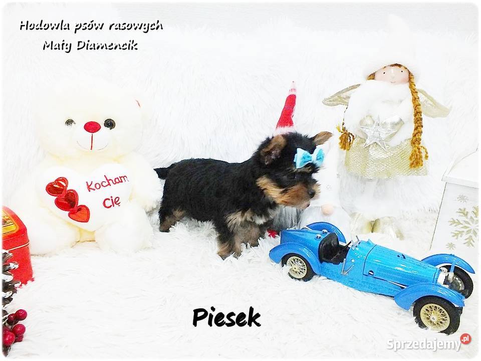 Mini XS Malutki Piesek Yorkshire Terrier Do Żary