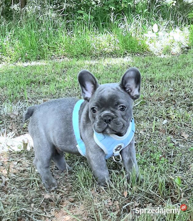 Buldog francuski piesek blue Pabianice
