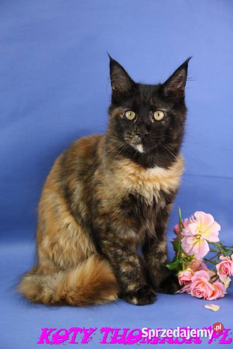 Przepiękna Szylkretka Maine Coon Och Valentyna Maine Coon Poznań