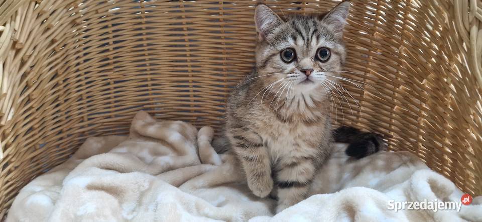 Kocurek Brytyjski złocisto pręgowany Brytyjski Katowice