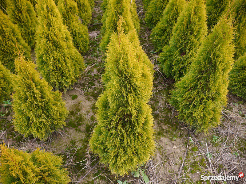 Thuja tuja Golden Szmaragd 100120 Kraków Garlica Murowana