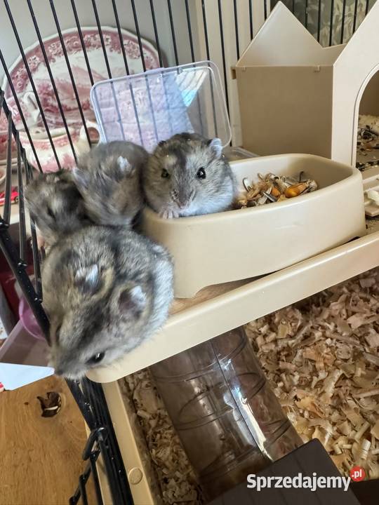 Chomik chomiki dżungarskieklatka Kalety sprzedam