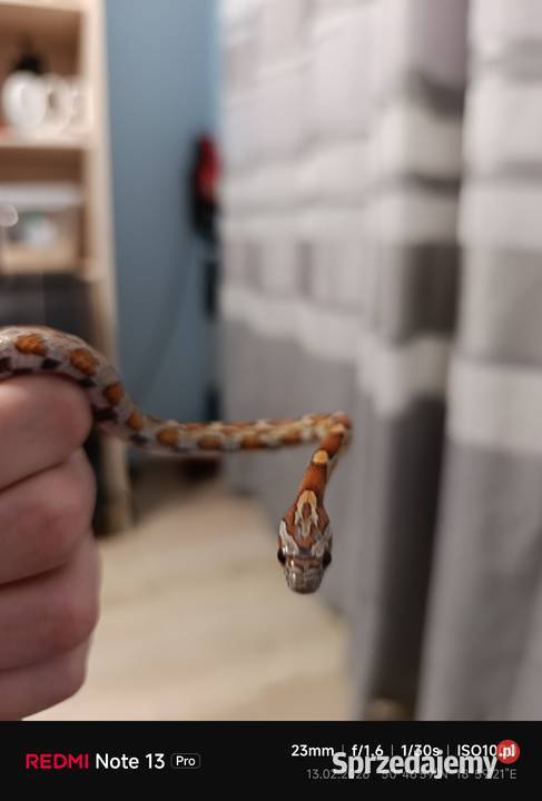 Sprzedam węża zbożowego śląskie Blachownia