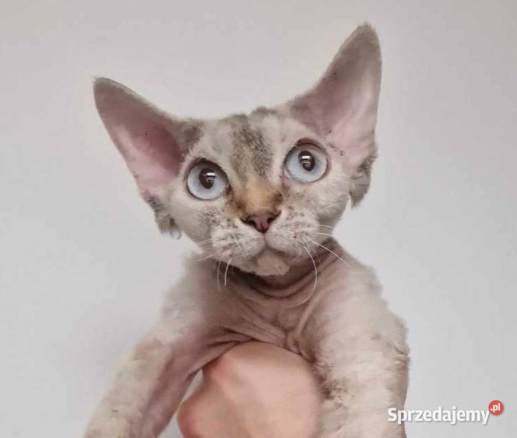 Kochane kotki Devon Rex łódzkie Tuszyn