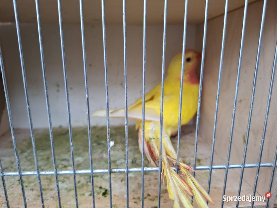 Księżniczka walii Ostrów Wielkopolski