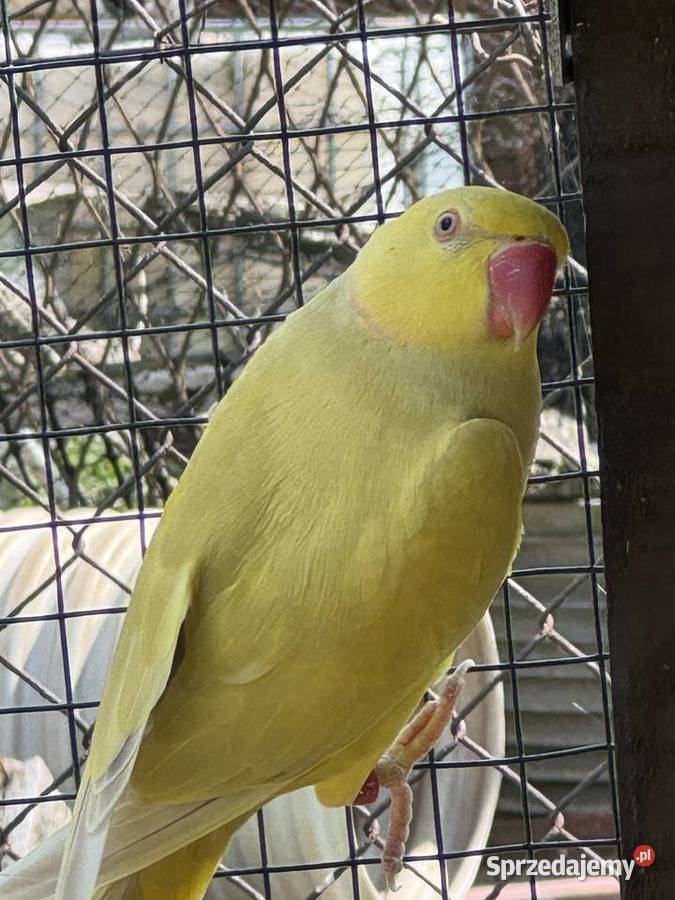 Aleksandretty obrożna likwidacja sprzedam